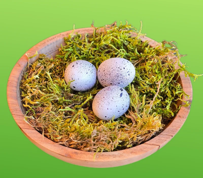 Vogelnest-Massiv d11