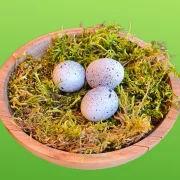 Vogelnest-Massiv d11